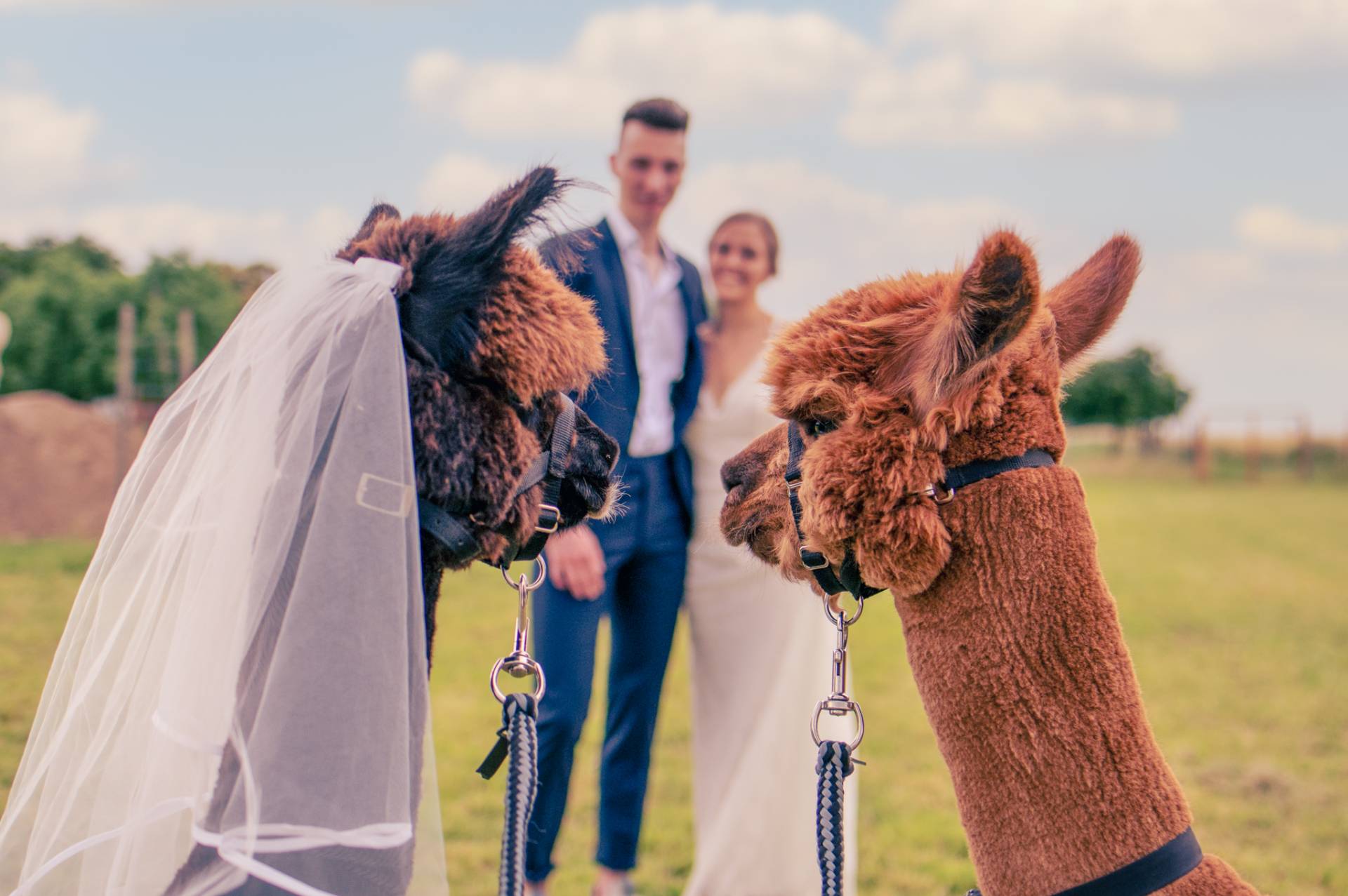 HOCHZEIT